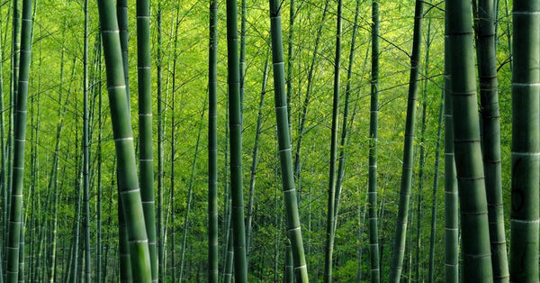 <b>VISCOSE - What is Viscose ?</b><br>Viscose Breathable?<br>Viscose Natural ?<br>Viscose Fabric Care